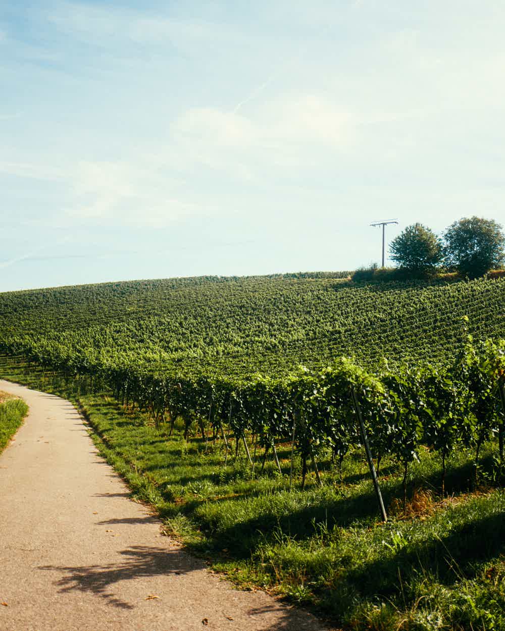 HEINZ WAGNER Tradition 12.0% 0.75L, Sparkling Wine