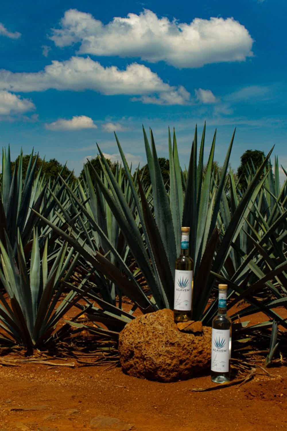 Tequila Agavem Blanco 40.0% 0.7L, Spirits