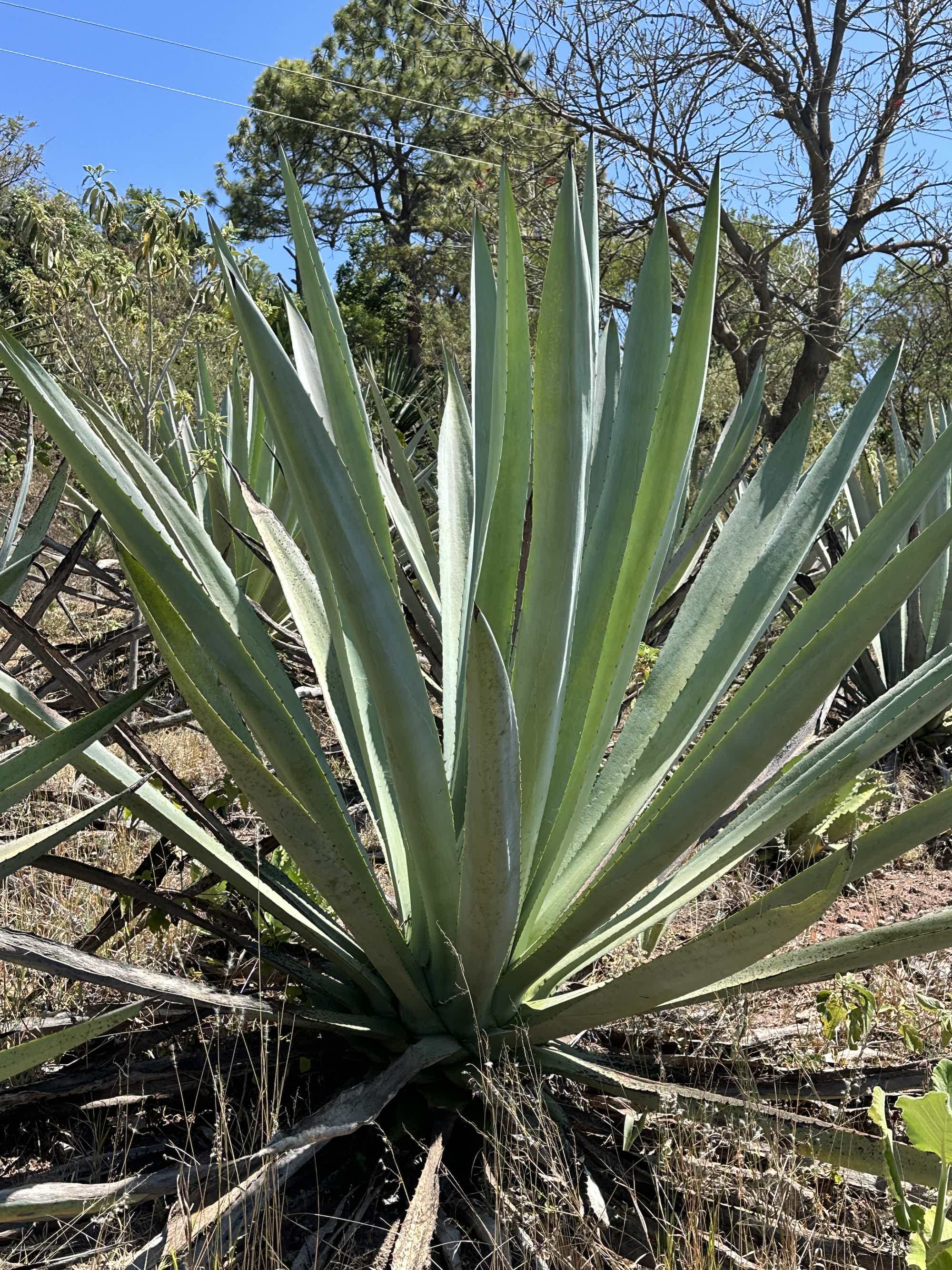 Artesanal Ensamble Endemico Destilado de Agave Tradicional 50.2% 0.25L, Spirits