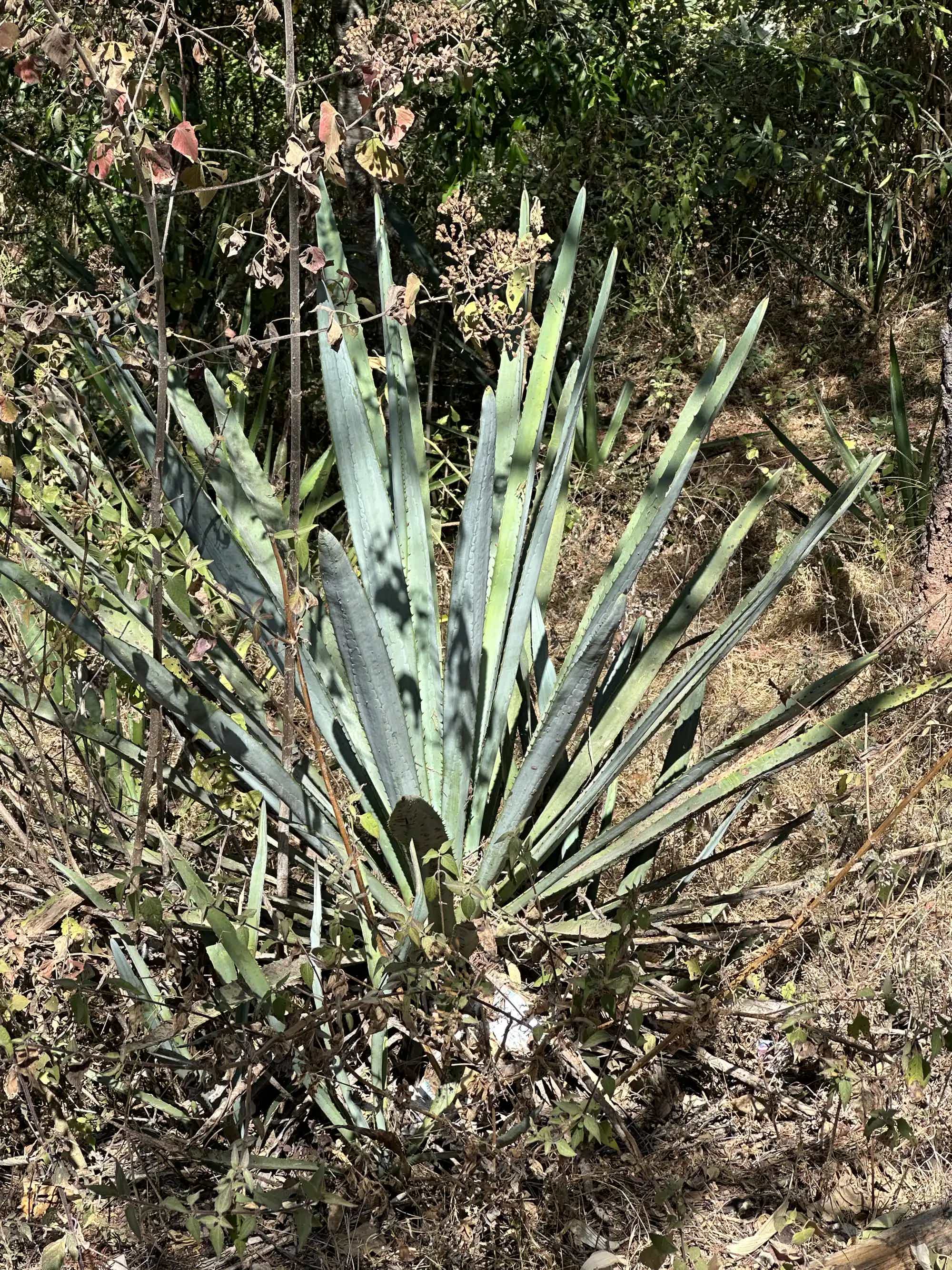 Artesanal Espadin Destilado de Agave Tradicional 49.2% 0.7L, Spirits