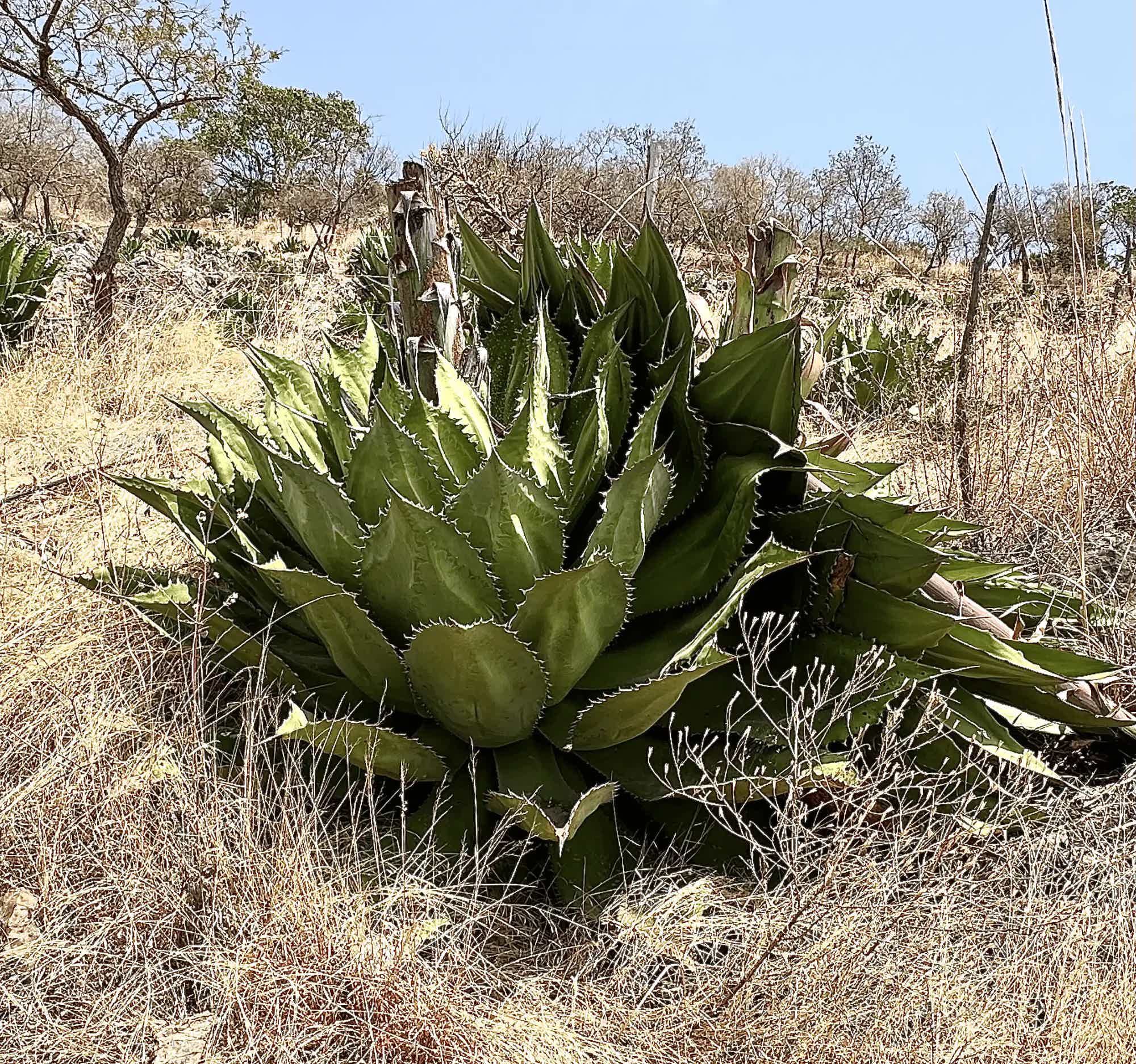 Ancestral Papalote Destilado de Agave Tradicional 49.6% 0.25L, Spirits