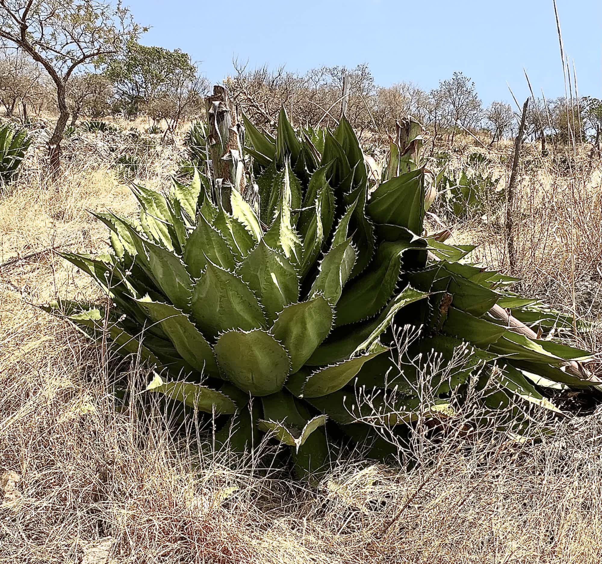 Artesanal Papalote Citrus Destilado de Agave Tradicional 46.0% 0.7L, Spirits