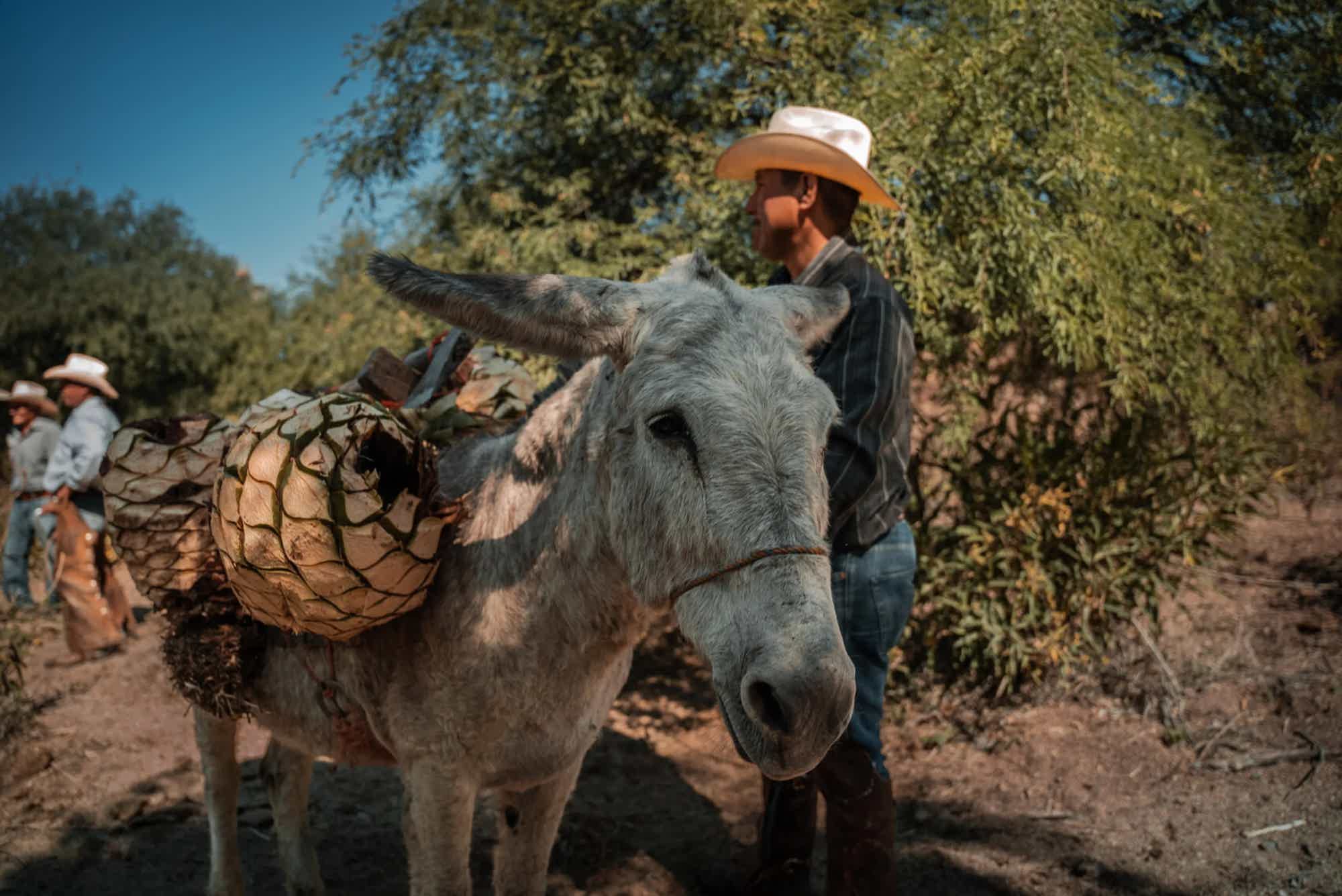Artesanal Ensamble Endemico Destilado de Agave Tradicional 50.2% 0.25L, Spirits