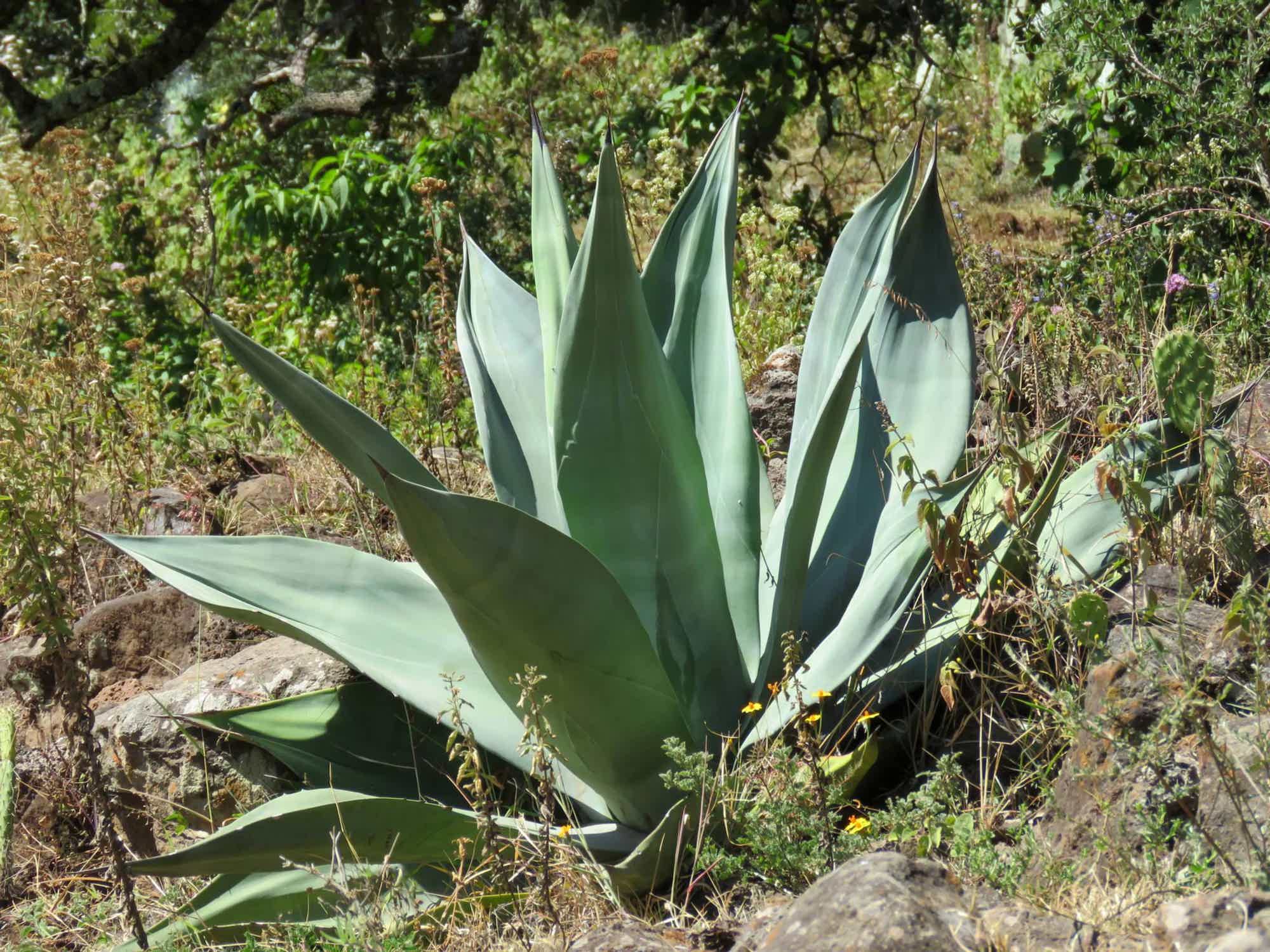 Artesanal Ensamble Endemico Destilado de Agave Tradicional 50.2% 0.25L, Spirits