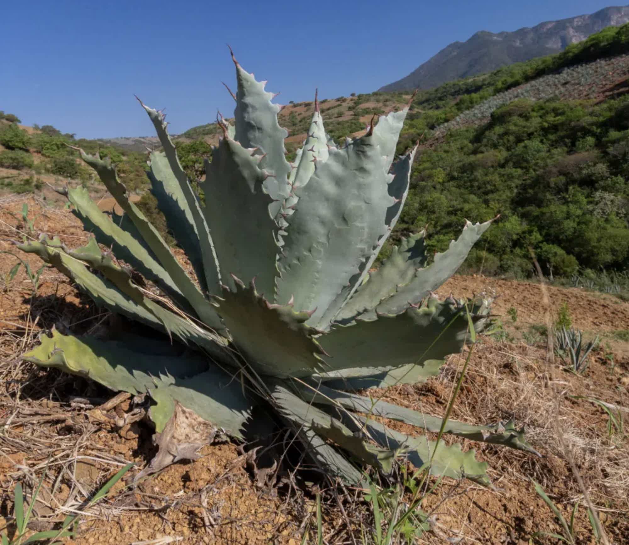 Artesanal Tobala Destilado de Agave Tradicional 46.2% 0.7L, Spirits