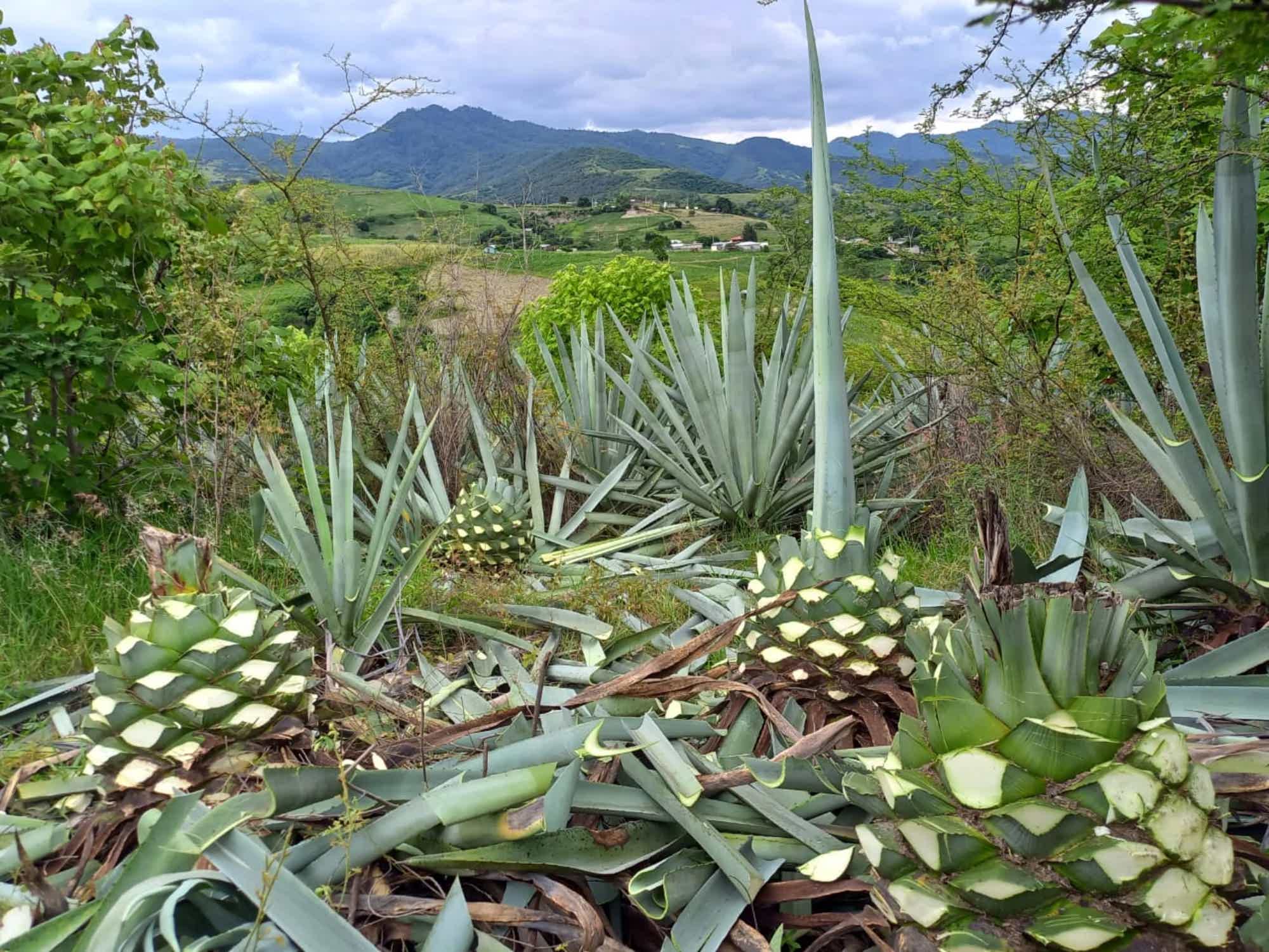 Artesanal Ensamble Endemico Destilado de Agave Tradicional 50.2% 0.25L, Spirits