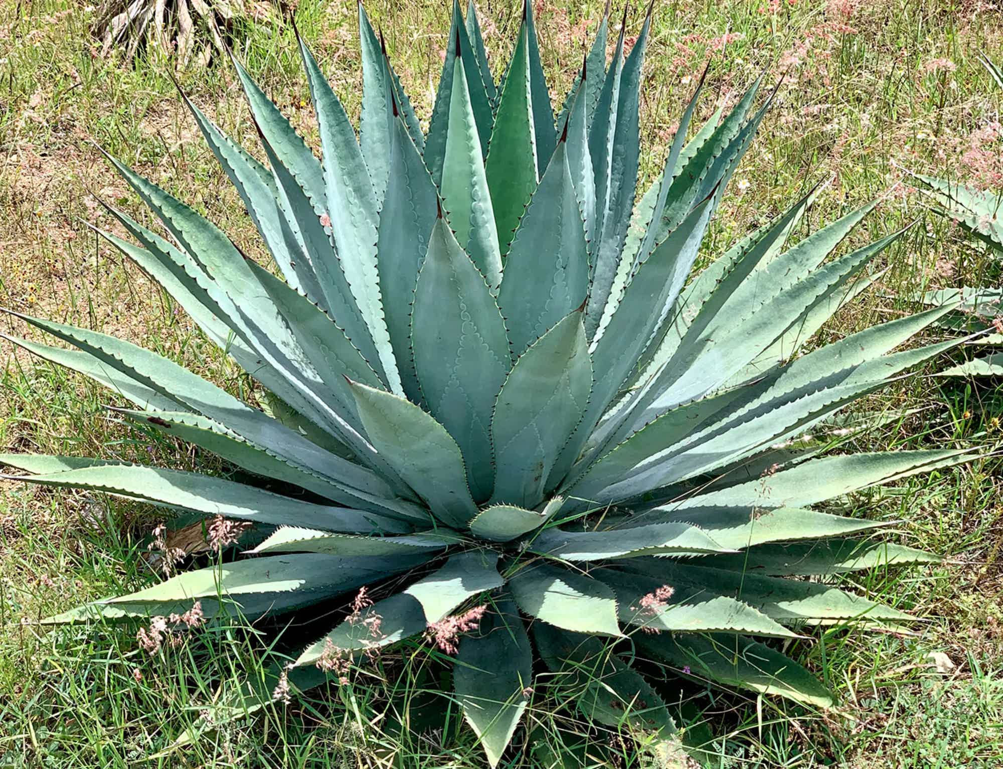 Artesanal Ensamble Endemico Destilado de Agave Tradicional 50.2% 0.25L, Spirits