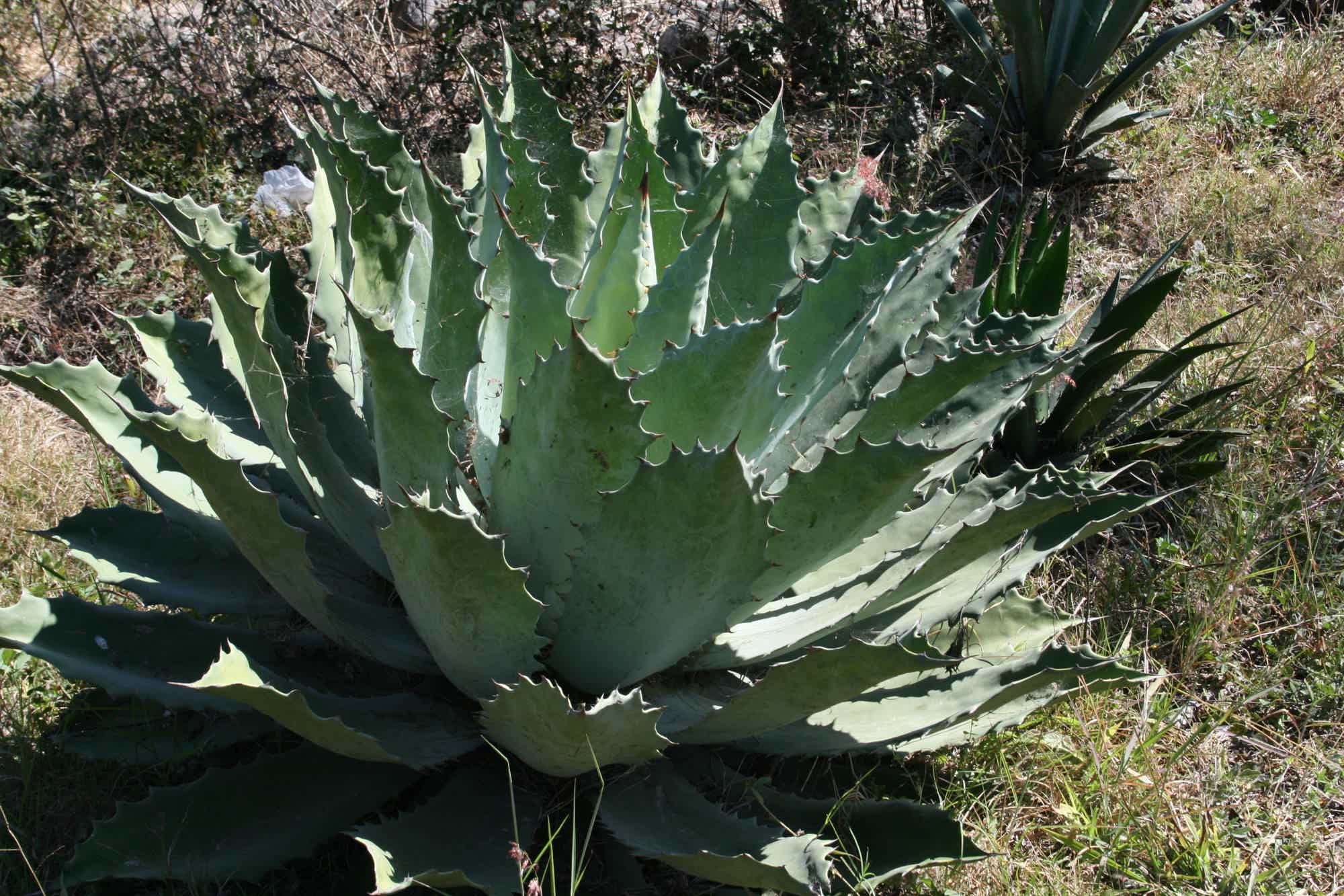 Artesanal Ensamble Endemico Destilado de Agave Tradicional 50.2% 0.7L, Spirits