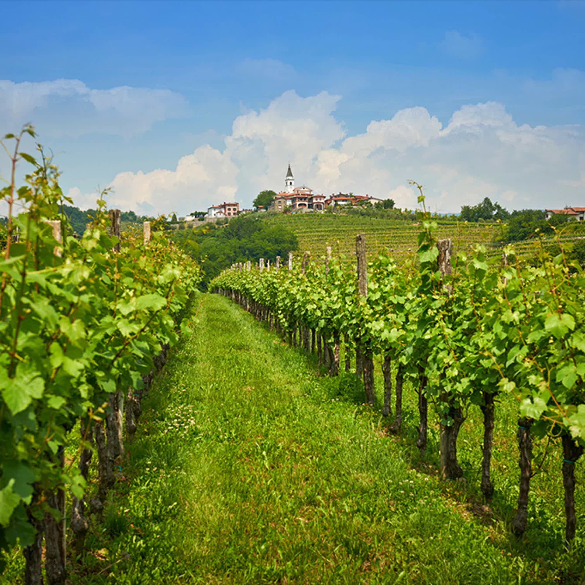 MARE SANTO ROSE + SET OF 6 UNIQUE  SPARKLING WINE GLASSES: Mare Santo Sparkling wine Rosé, MARE SANTO SET OF 6 UNIQUE SPARKLING WINE GLASS