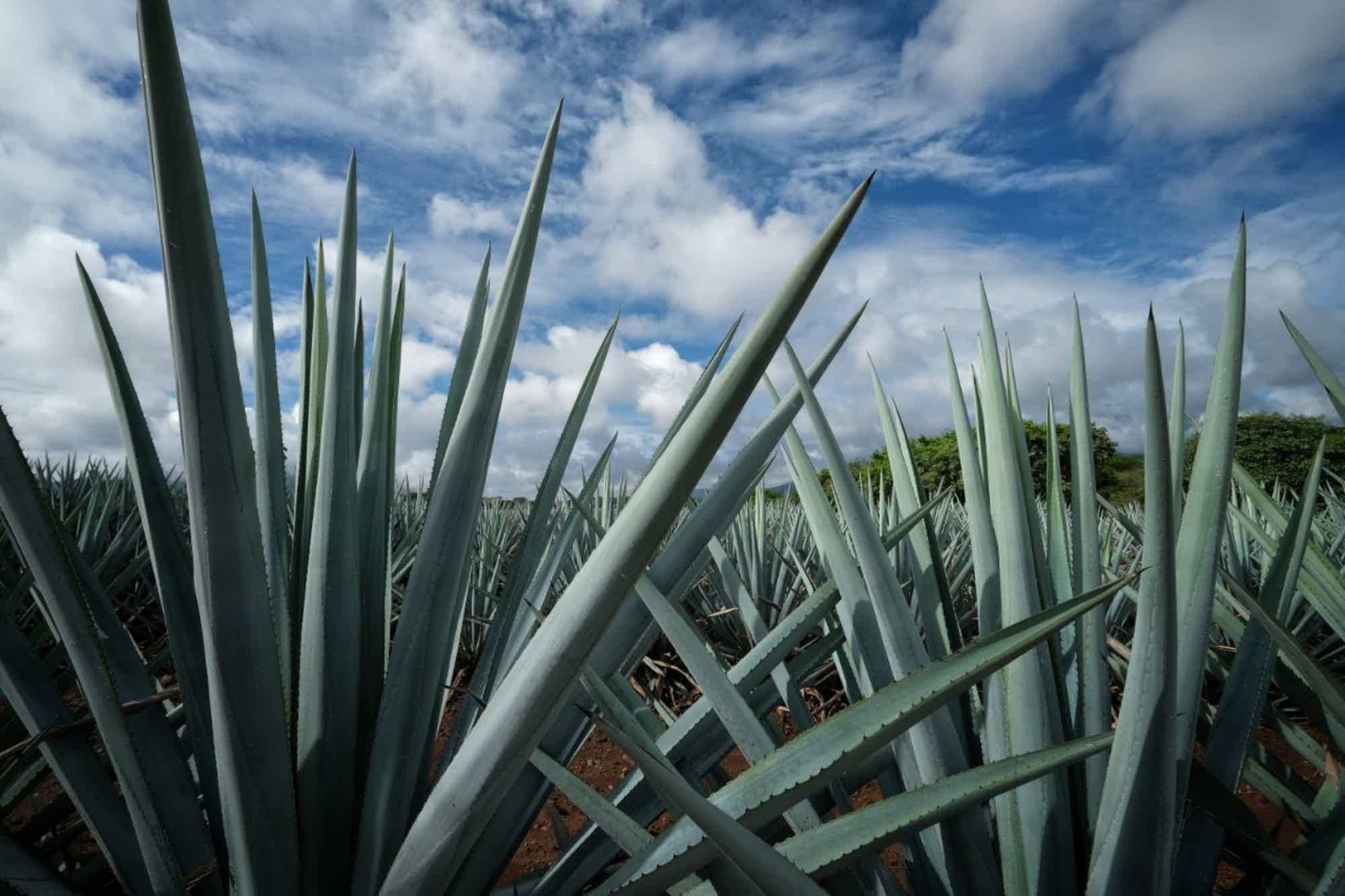 Syrona økologisk agave sirup 500ml | Mexico 0.0% 0.5L, Non alcohol