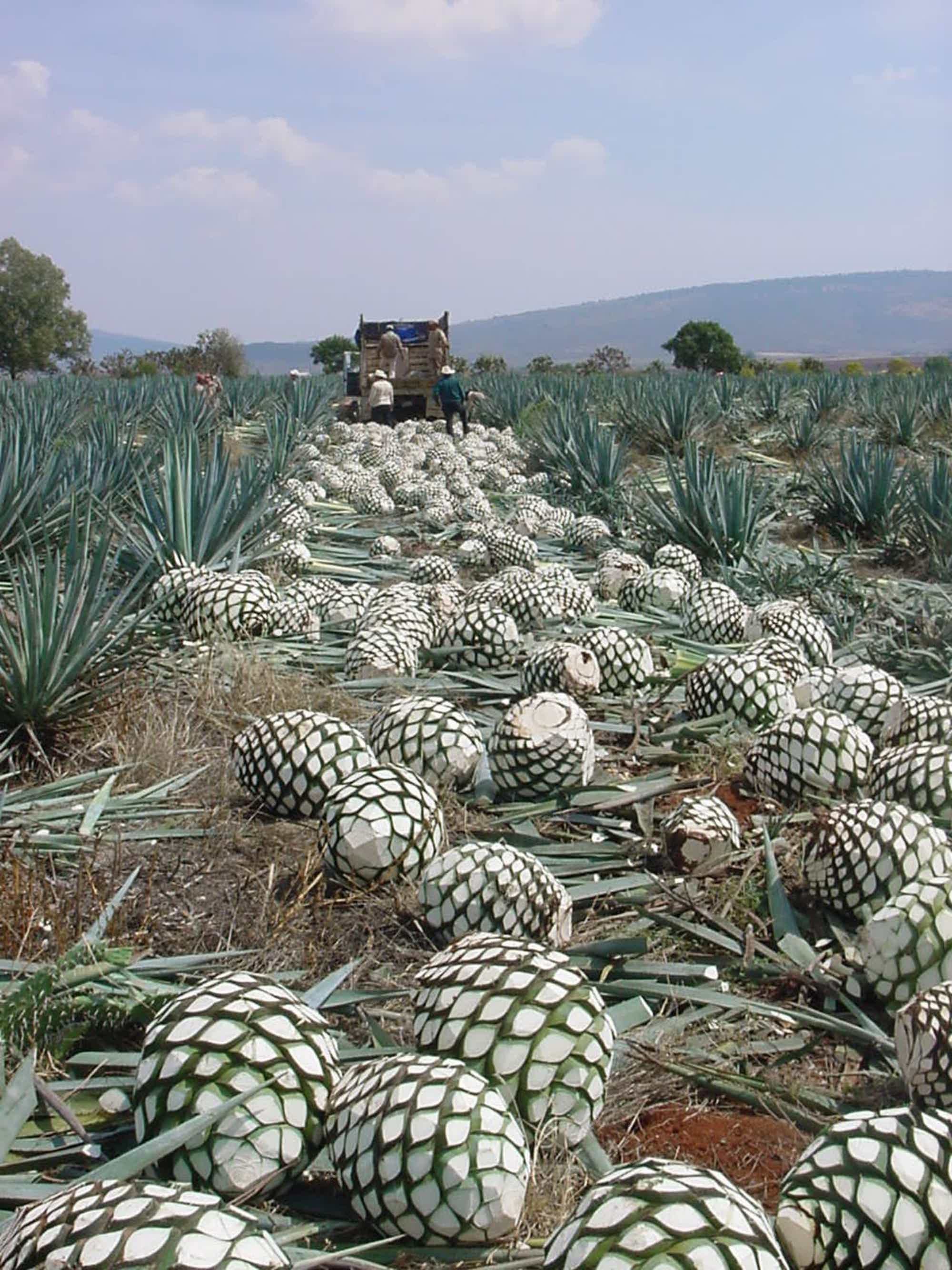 Syrona økologisk agave sirup 500ml | Mexico 0.0% 0.5L, Non alcohol