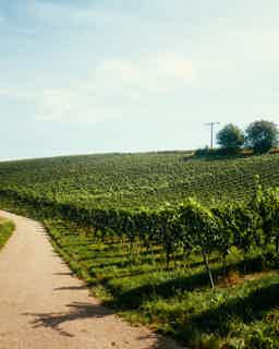 HEINZ WAGNER Tradition 12.0% 0.75L, Sparkling Wine