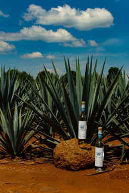 Tequila Agavem Blanco 40.0% 0.7L, Spirits